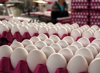 Enflasyon tetikledi Yumurta zammı yolda