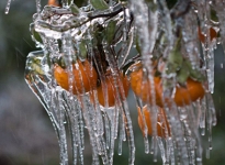 Meteorolojiden zirai don uyarısı
