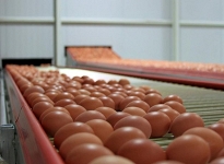 Bakanlık'tan yumurta fiyatlarına inceleme
